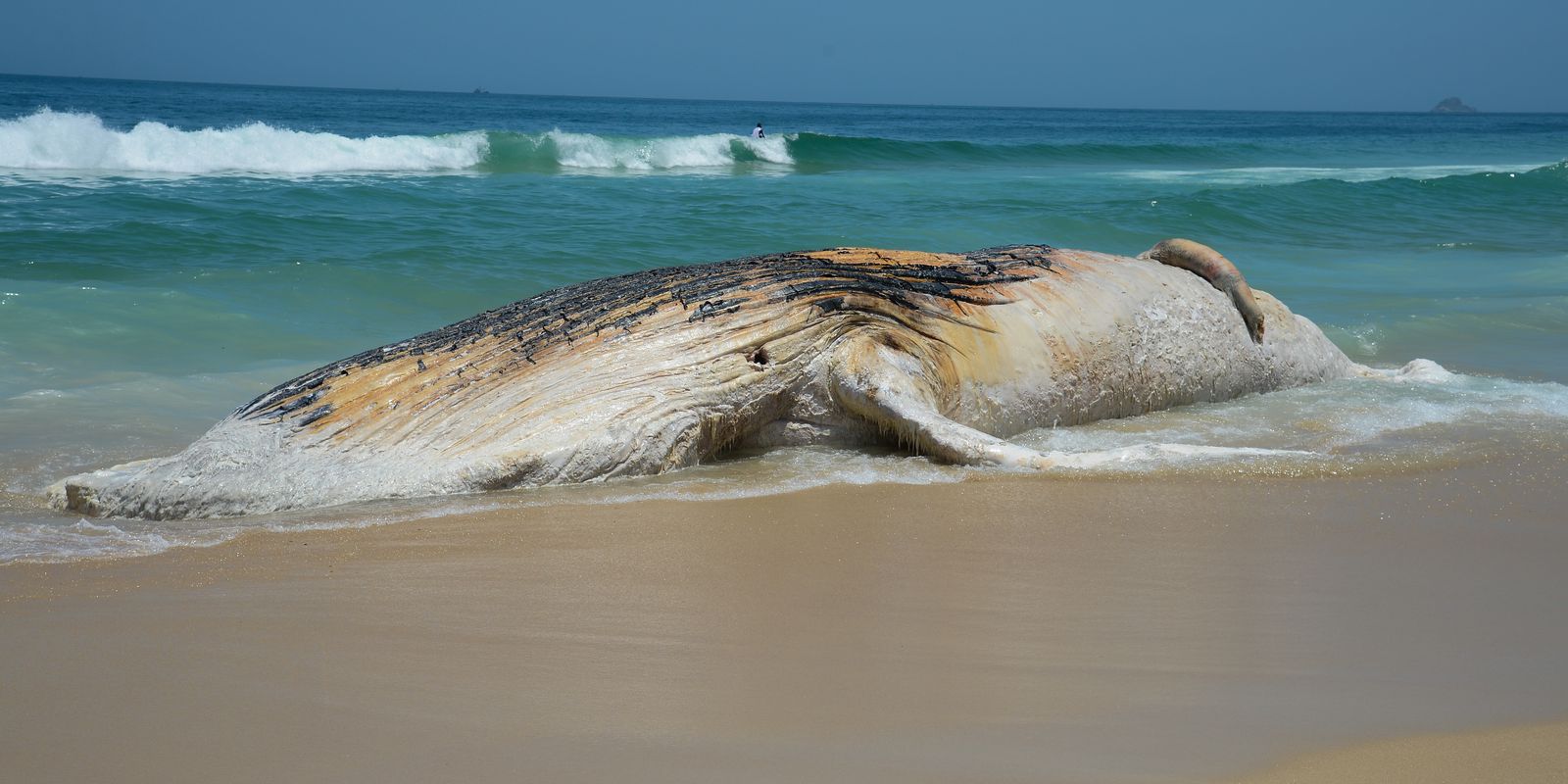 icmbio-lanca-guia-de-eutanasia-em-mamiferos-aquaticos-encalhados