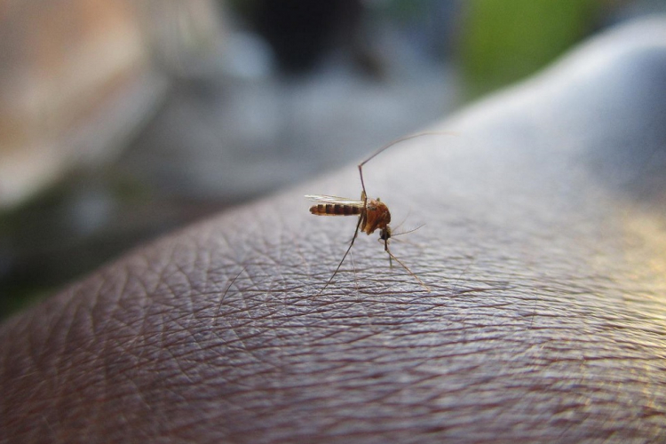 Mosquito da dengeu se prepara para picar parte do corpo de uma pessoa
