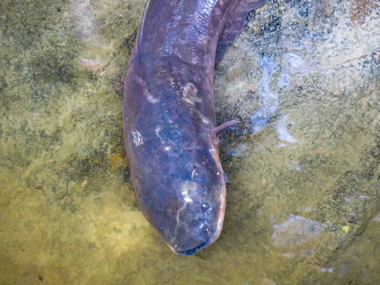 Acervo dos Pesquisadores Expedição para pesquisa busca espécies de peixes-elétricos na Amazônia. Foto: Acervo dos Pesquisadores