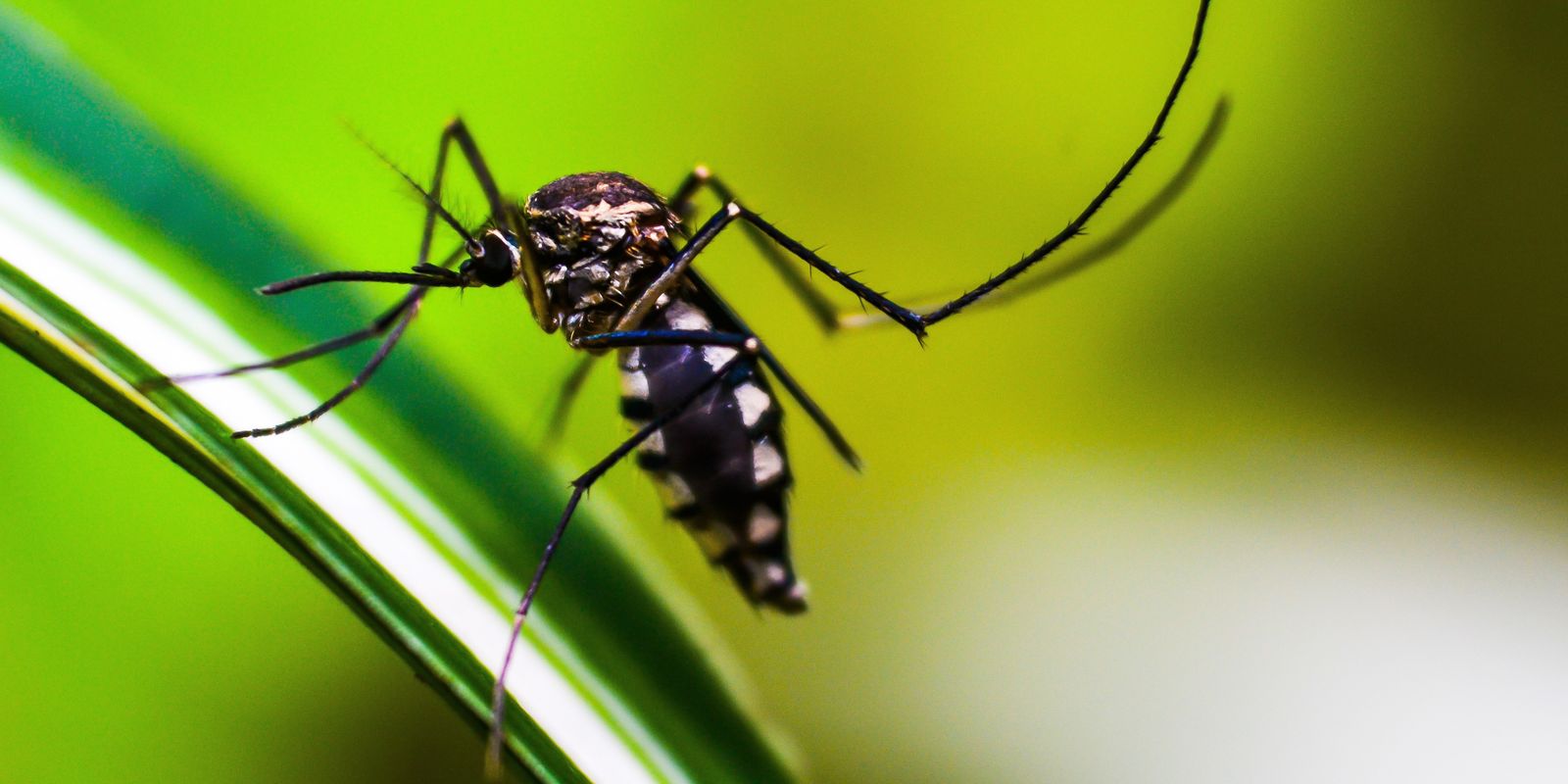 dengue:-anvisa-vai-priorizar-registro-de-dispositivos-para-diagnostico