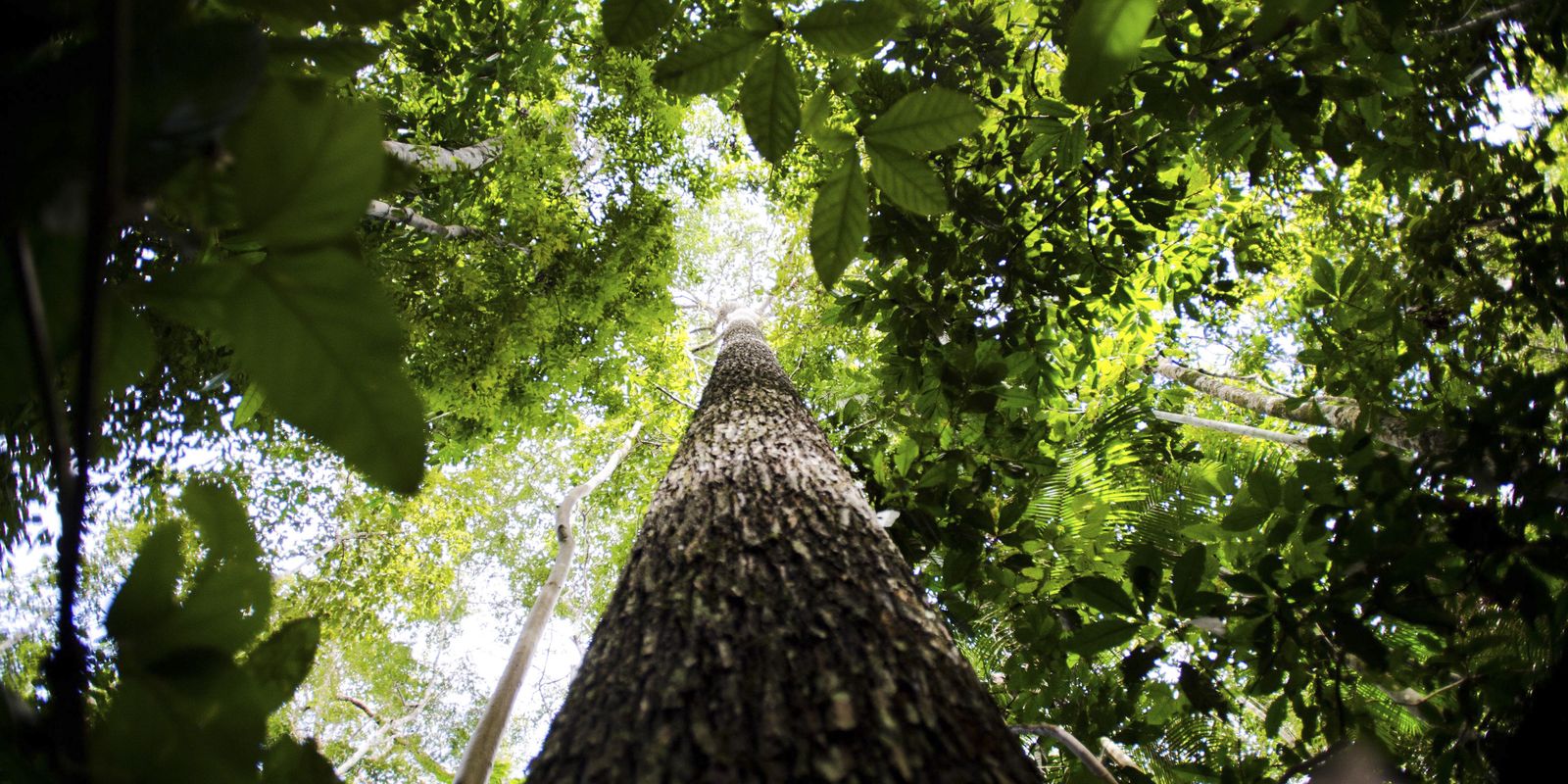 bioeconomia-e-vantagem-competitiva-na-transformacao-ecologica