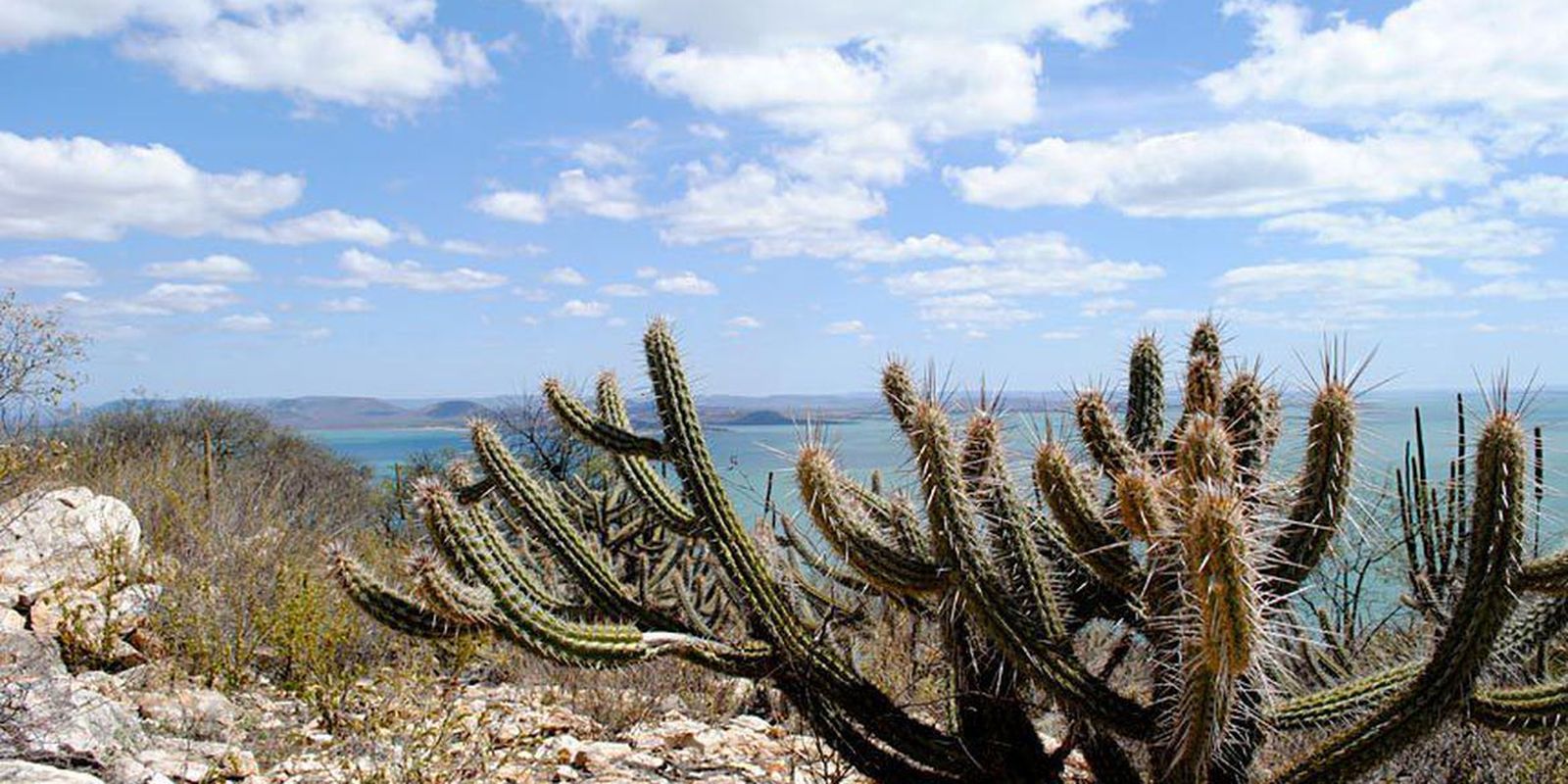 brasil-ja-perdeu-34-milhoes-dos-82,6-milhoes-de-hectares-da-caatinga