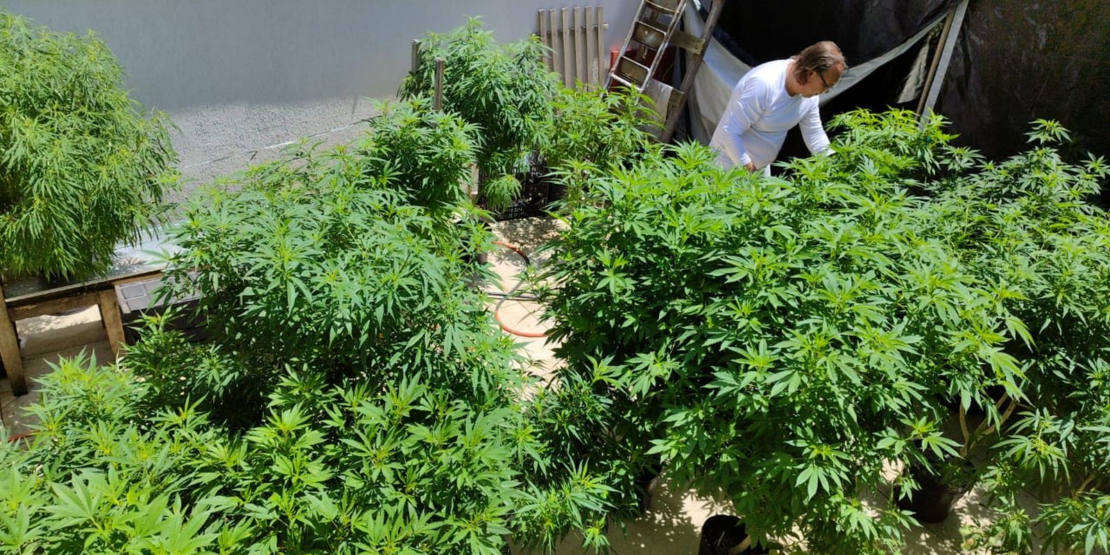 anvisa-fara-consulta-publica-para-atualizar-regulamentacao-da-cannabis