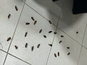 baratas-mortas-aparecem-em-escritorio-apos-dedetizacao-sem-aviso-no-vizinho;-veja-o-que-diz-especialista