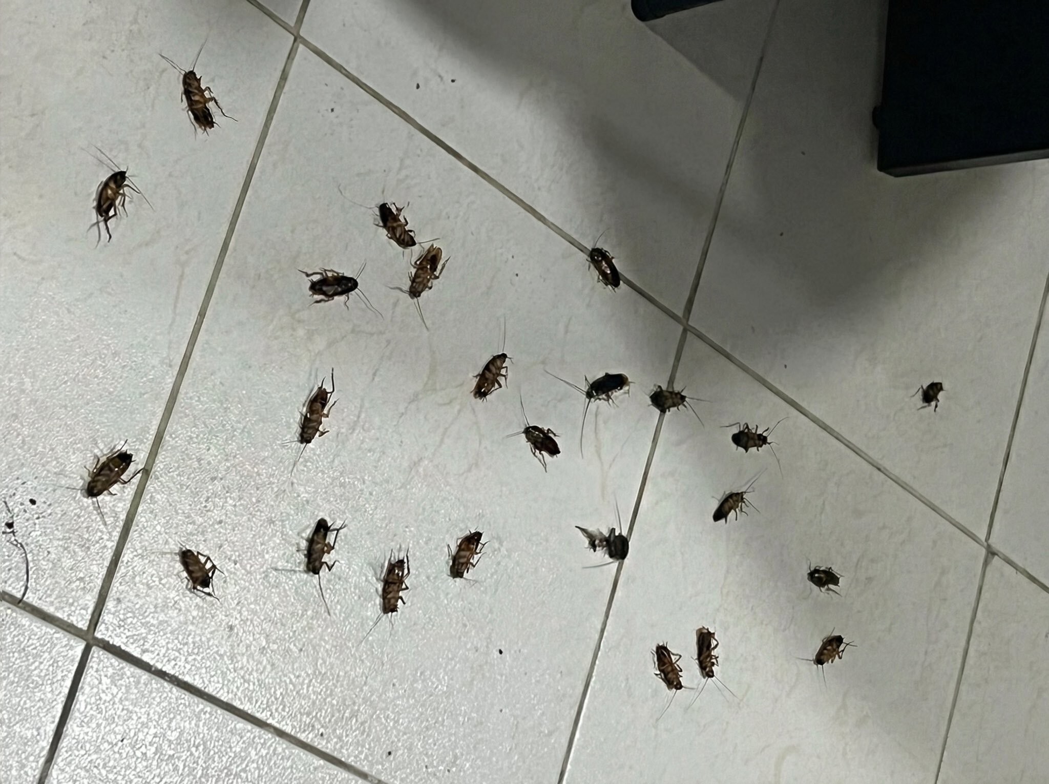 baratas-mortas-aparecem-em-escritorio-apos-dedetizacao-sem-aviso-no-vizinho;-veja-o-que-diz-especialista