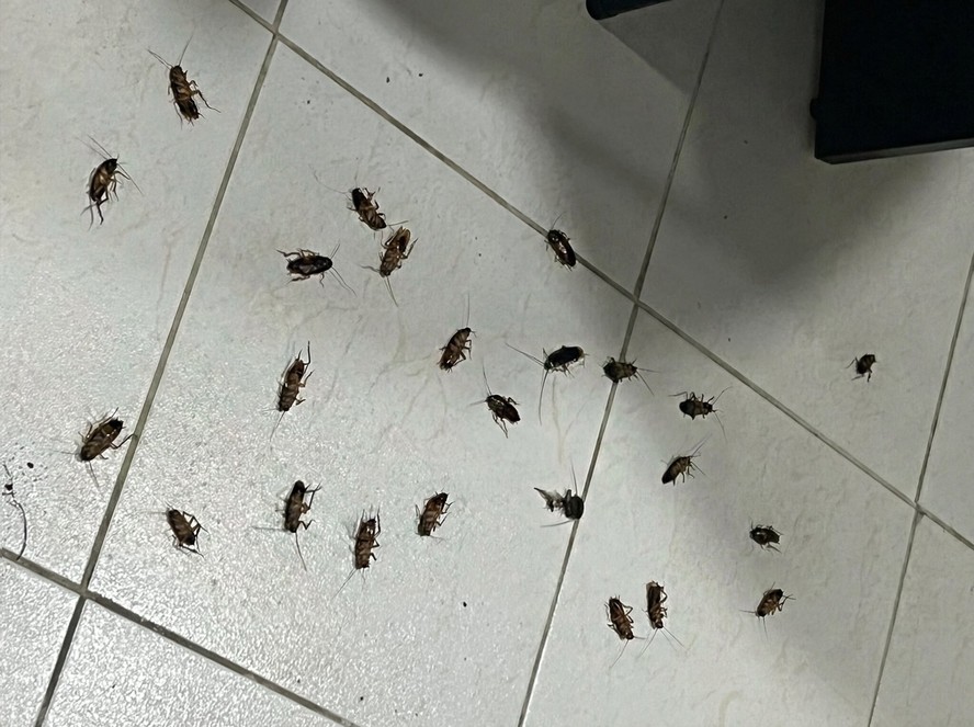 História alcançou meio milhão de visualizações e apavorou internautas