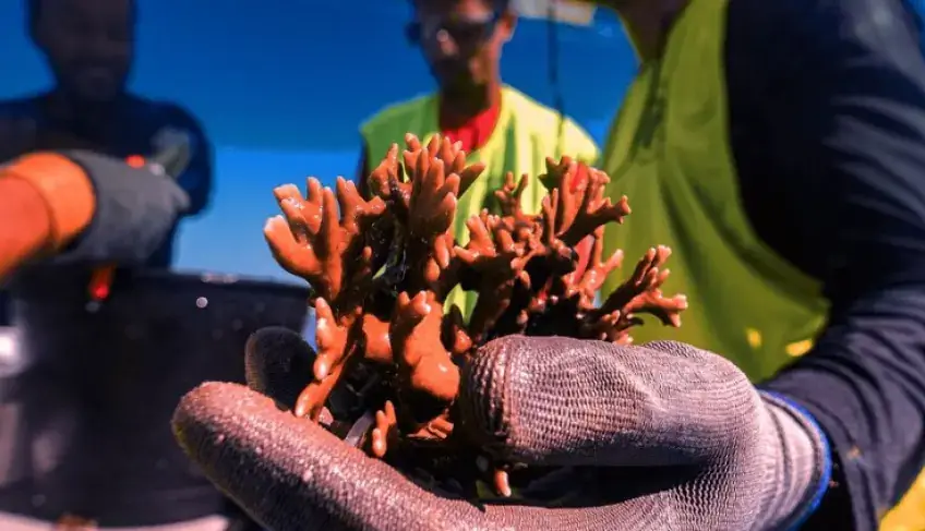 turismo-regenerativo-oferece-a-visitantes-a-oportunidade-de-recuperar-corais-em-pernambuco-|-asn-nacional-–-agencia-sebrae-de-noticias