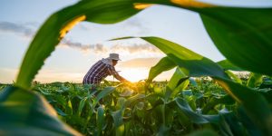 mp-de-divida-rural-foca-em-perdas-climaticas,-diz-durigan