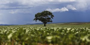 credito-rural-financiou-r$-92,4-bi-em-areas-com-alertas-ambientais