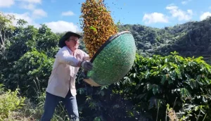 plataforma-de-rastreabilidade-das-igs-brasileiras-de-cafe-supera-1-milhao-de-pacotes-monitorados-|-asn-nacional-–-agencia-sebrae-de-noticias