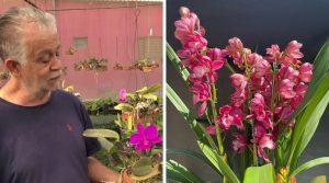 aposentado-apaixonado-por-orquideas-fundou-empresa-que-projeta-faturar-r$-70-mil-neste-ano