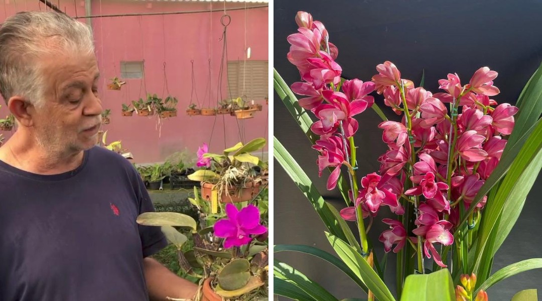 aposentado-apaixonado-por-orquideas-fundou-empresa-que-projeta-faturar-r$-70-mil-neste-ano