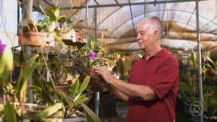 Aposentado transforma paixão por orquídeas em negócio que deve faturar R$ 70 mil