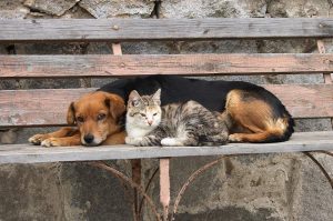 estatuto-dos-caes-e-gatos-esta-na-pauta-da-ccj