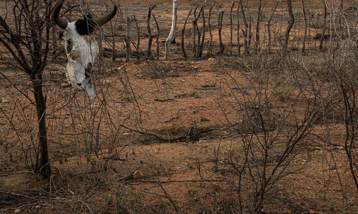 Desertificação no Brasil ameaça água, alimento, clima e biodiversidade.  Nordeste brasileiro é o mais afetado pelos processos de seca e desertificação. Crédito: ASA / Divulgação