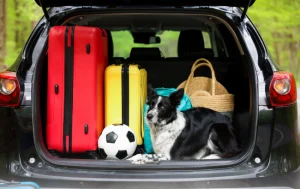da-rotina-as-memorias:-petlove-quer-fazer-parte-da-vida-de-tutores-e-pets