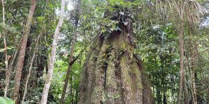 competitividade-do-mercado-de-carbono-moderniza-conservacao-florestal