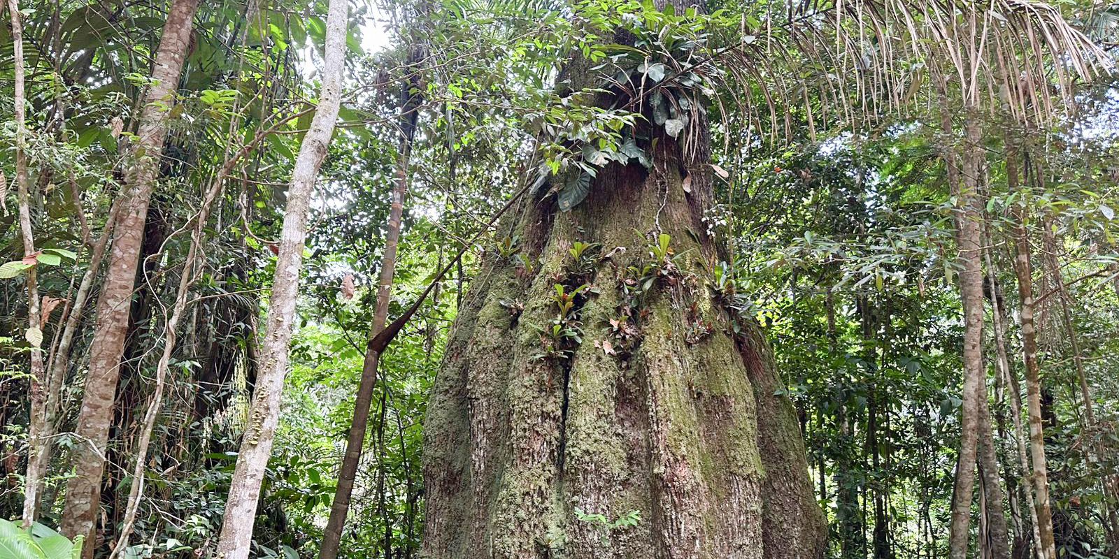 competitividade-do-mercado-de-carbono-moderniza-conservacao-florestal