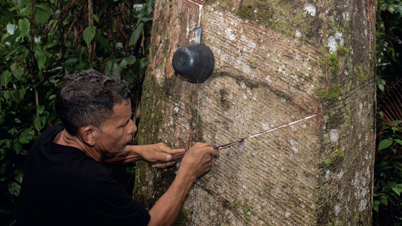 dia-da-amazonia:-empreendedores-transformam-o-latex-nativo-em-produtos,-biomateriais-e-experiencias