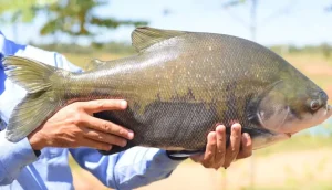 1o-festival-amazonia-no-prato-transforma-sabores-da-floresta-em-experiencias-da-alta-gastronomia-|-asn-nacional-–-agencia-sebrae-de-noticias