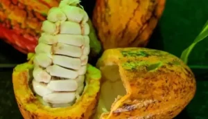 rondonia-sediara-a-proxima-edicao-do-inova-amazonia-summit-|-asn-nacional-–-agencia-sebrae-de-noticias