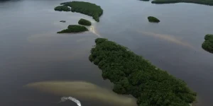 paises-consideram-insuficientes-acoes-contra-crise-da-biodiversidade